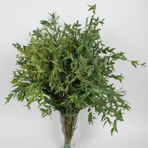 FEUIL. EUCA NICOLI 300 GR Fleurs De France
